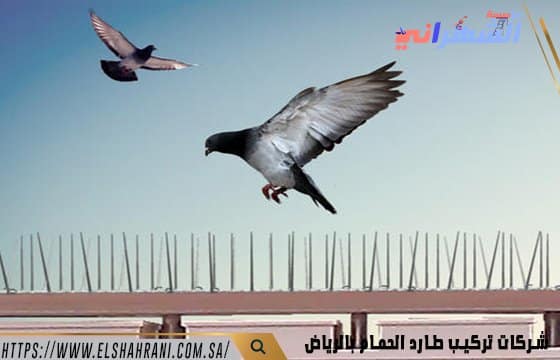 شركات تركيب طارد الحمام بالرياض