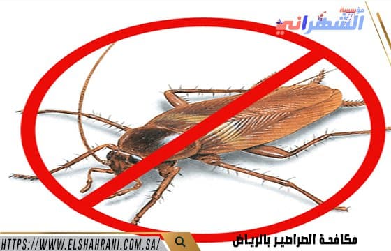 مكافحة الصراصير بالرياض